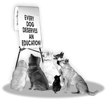 Take A Paws In Home Mobile Dog Training Melbourne