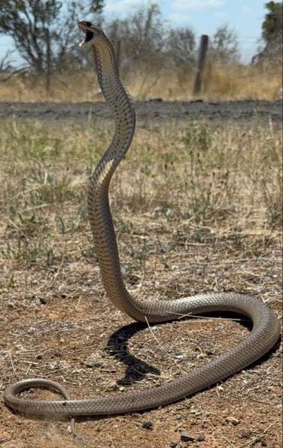 Stewy The Snake Catcher Pty Ltd