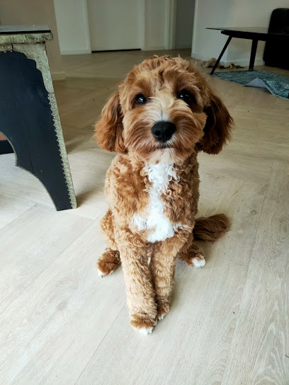Kilsyth Dog Grooming