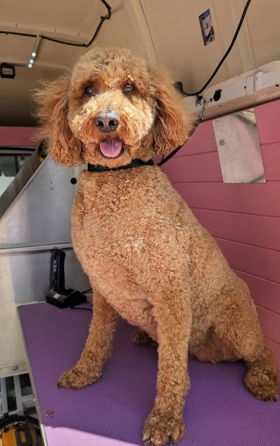 Poodle Magick