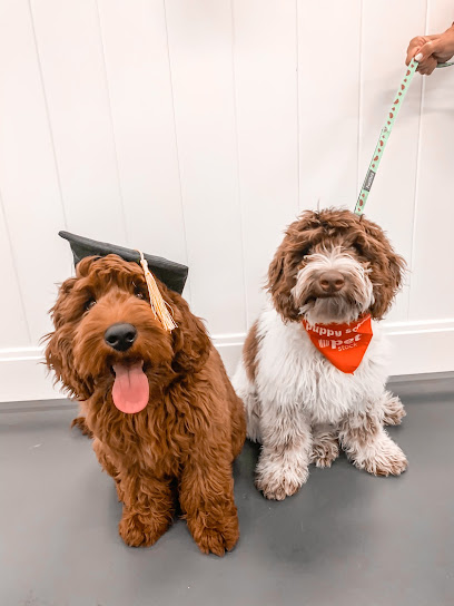 Cypress Labradoodles