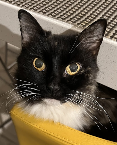 A Cat’s Holiday Home – Perth