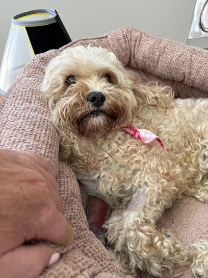 Peninsula Vet Emergency & Referral Hospital