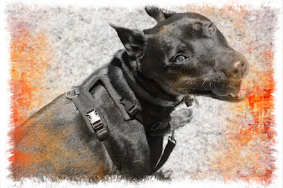 Manners For Paws