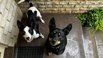 Dynamo Dogs