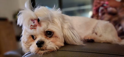 Bow Wow Groom Room