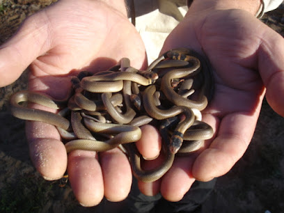 Snake Catchers Adelaide