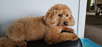 The Dapper Dog Grooming and Spa