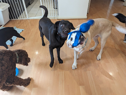 Jaspy and Friends Doggy Daycare