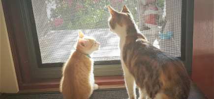 Atlantis Cat Rescue