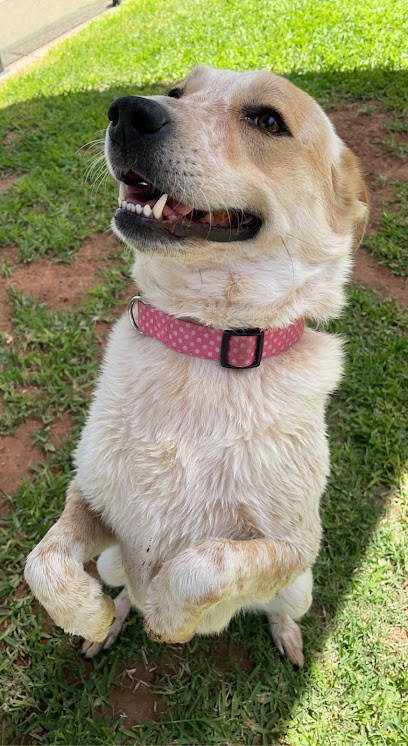 4 Paws Dog Sitting