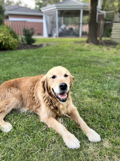 Dogdayz – Dog Boarding Warrandyte