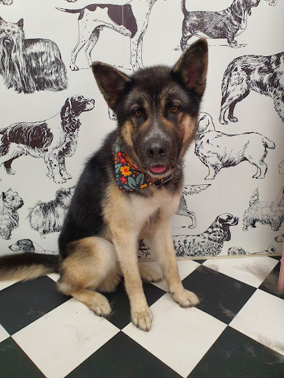 Good Woof