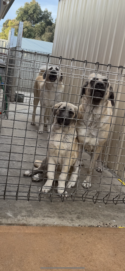 Kangal Breeder – Torongo