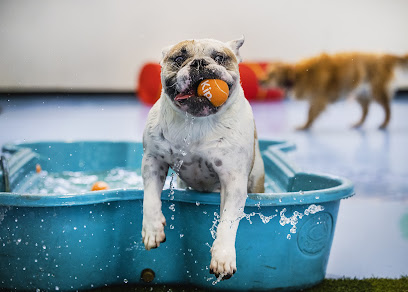 Kip Brunswick Dog Daycare
