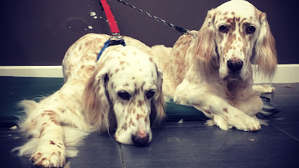 Dog Grooming Adelaide ~ Paws of Distinction