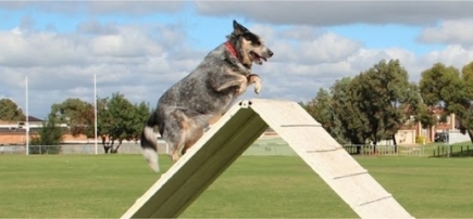 Craigieburn Dog Obedience Group