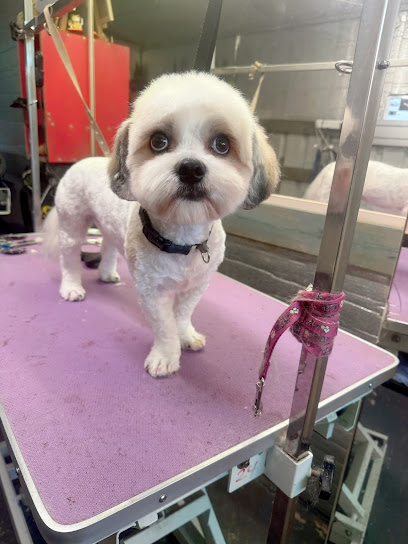Purfect Pooches Dog Grooming