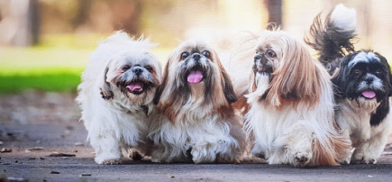 About Town Dog Studio – Dog Grooming Adelaide