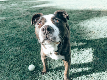 Lead From The Front Dog Training