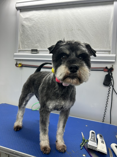 Rox Mobile Dog & Cat Grooming Service