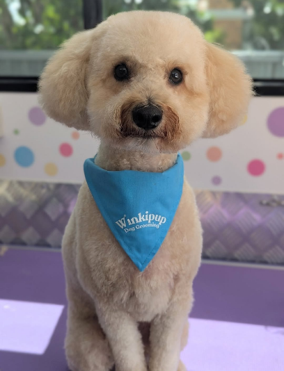 Winkipup Grooming