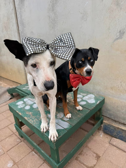 Diamond Paws Australia