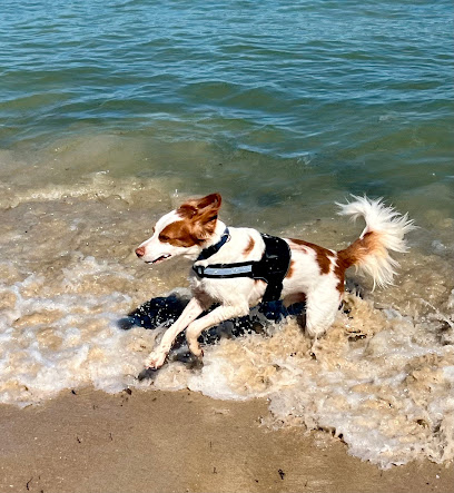 4 Dogs Walking