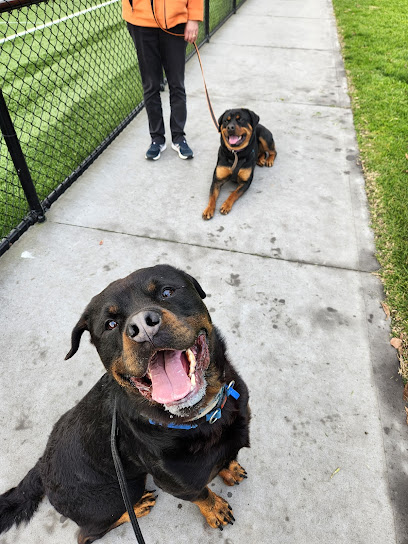 Pedal Paws Dog Training & Dog Walking Services