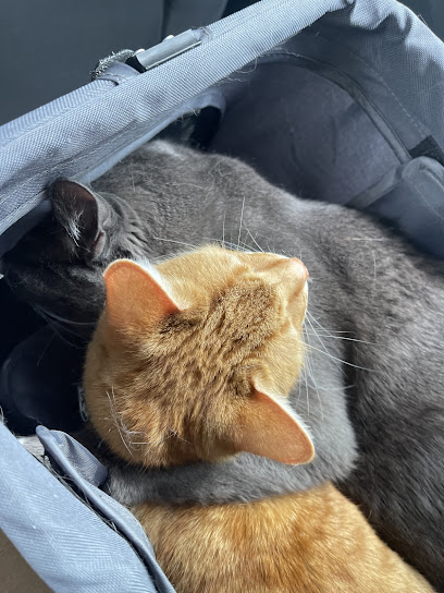 Catshack