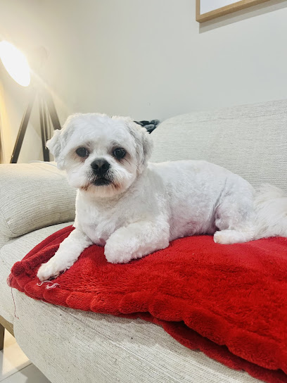 Pampered Doggos Melbourne – Dog Sitting & Grooming
