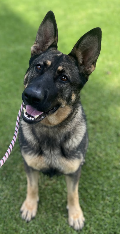 Cerberus K9 Academy