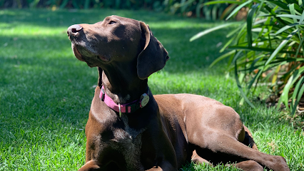 MYVET – Fullarton Veterinary Clinic