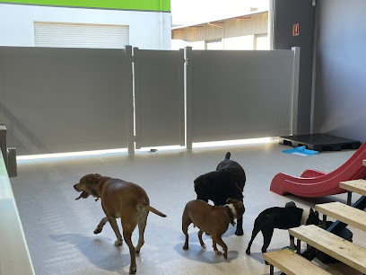 Teddy’s Doggy Day Care