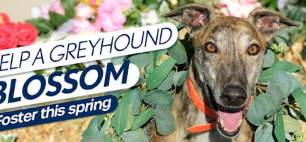 Greyhounds As Pets Western Australia (GAPWA)