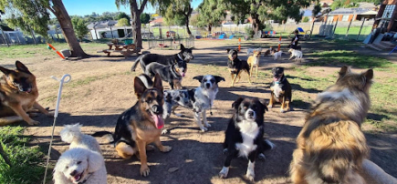 Beyond Obedience Dog Training