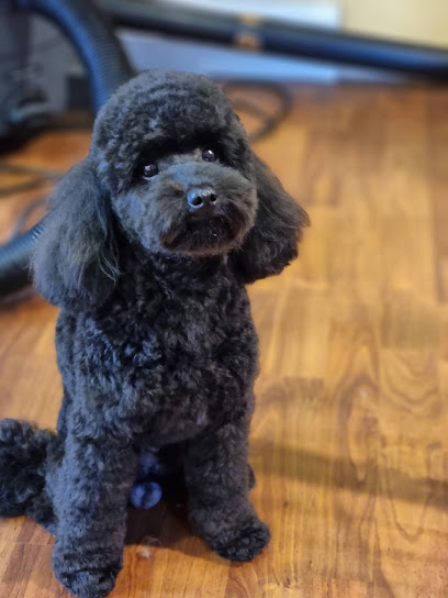 TopKnotz Dog Grooming