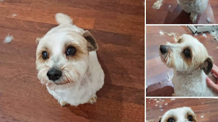 Mostly Mutts Pet Salon