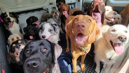 Top Dog Walking