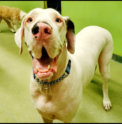 Pup Starz Doggy Daycare