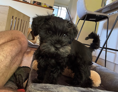 MiriColPaws Schnoodles and Schnauzers