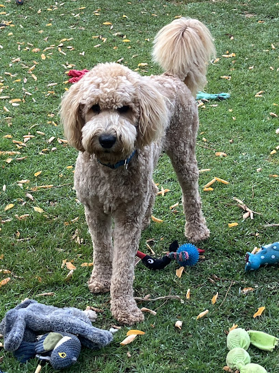 Hounds Grooming Lounge