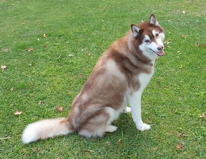 Lil Paws to Big Paws Dog Grooming