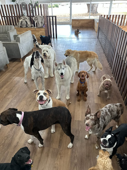 Dougal’s Doggy Daycare
