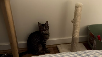 Cat Haven