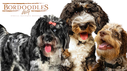 Bordoodles WA