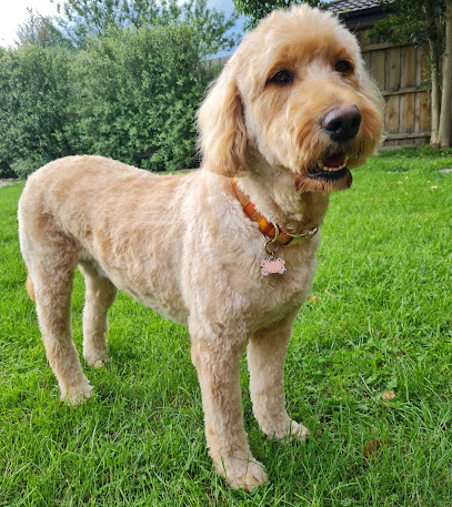 Sunnyside Dog Grooming