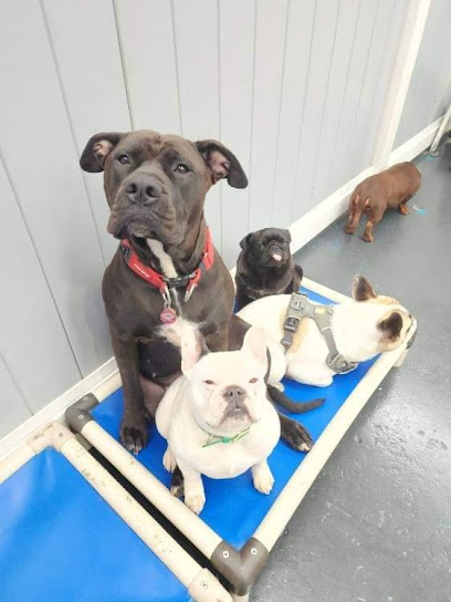 Canine Clubhouse