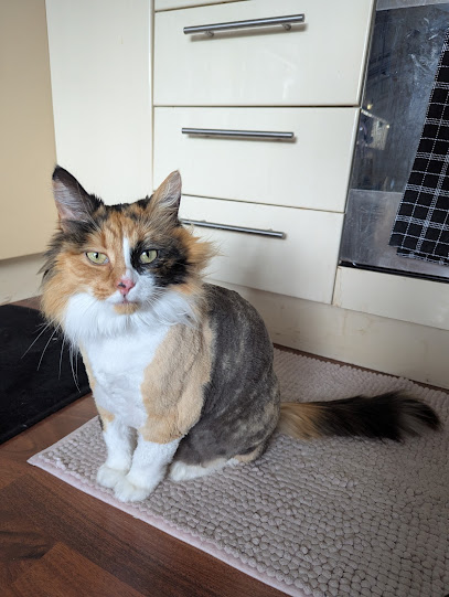 Pretty Kitty!