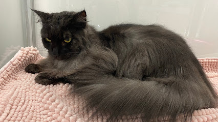 Groomzy Cat Grooming